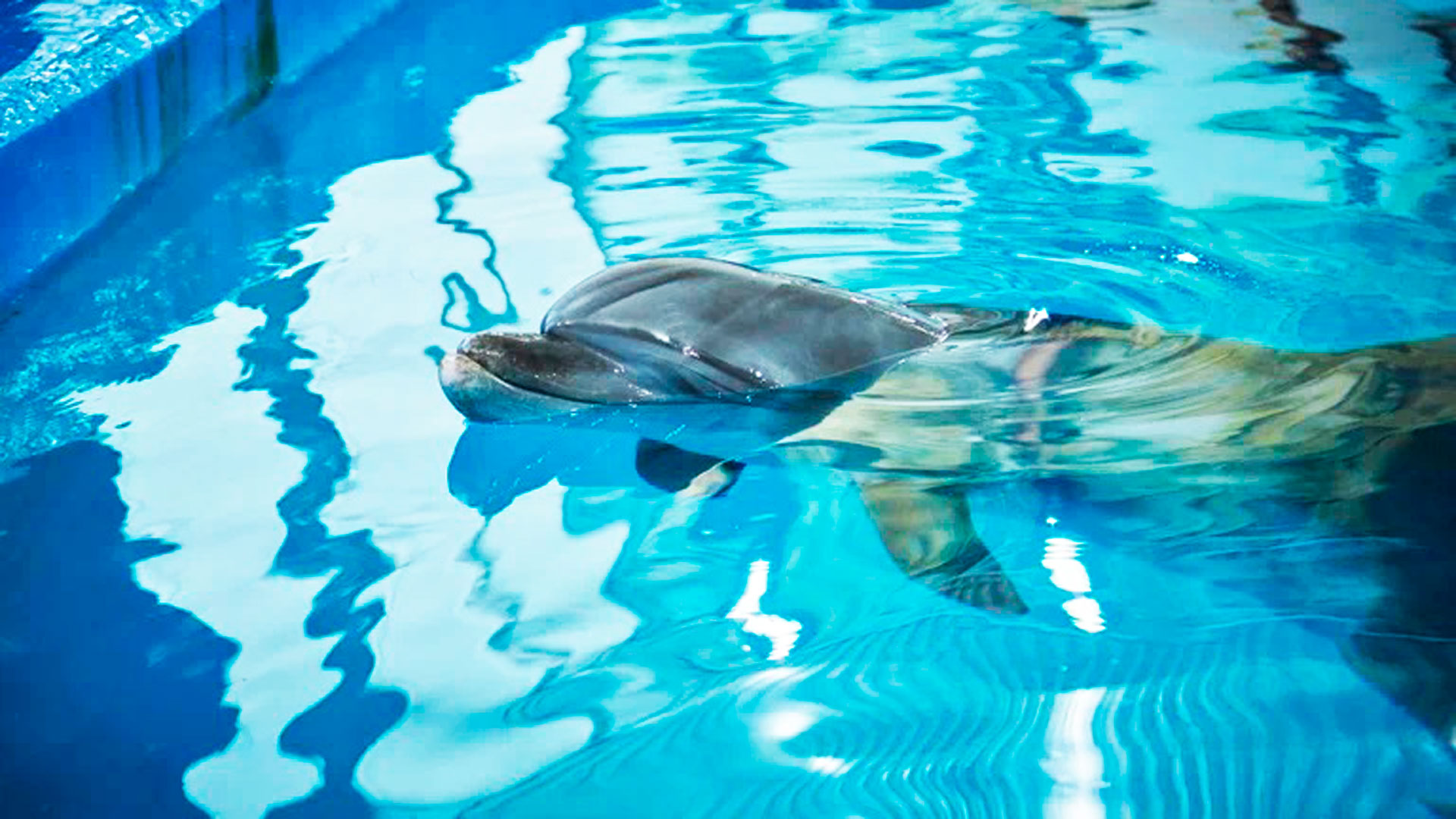 Дельфинарий Ярославль: плавание с дельфином.