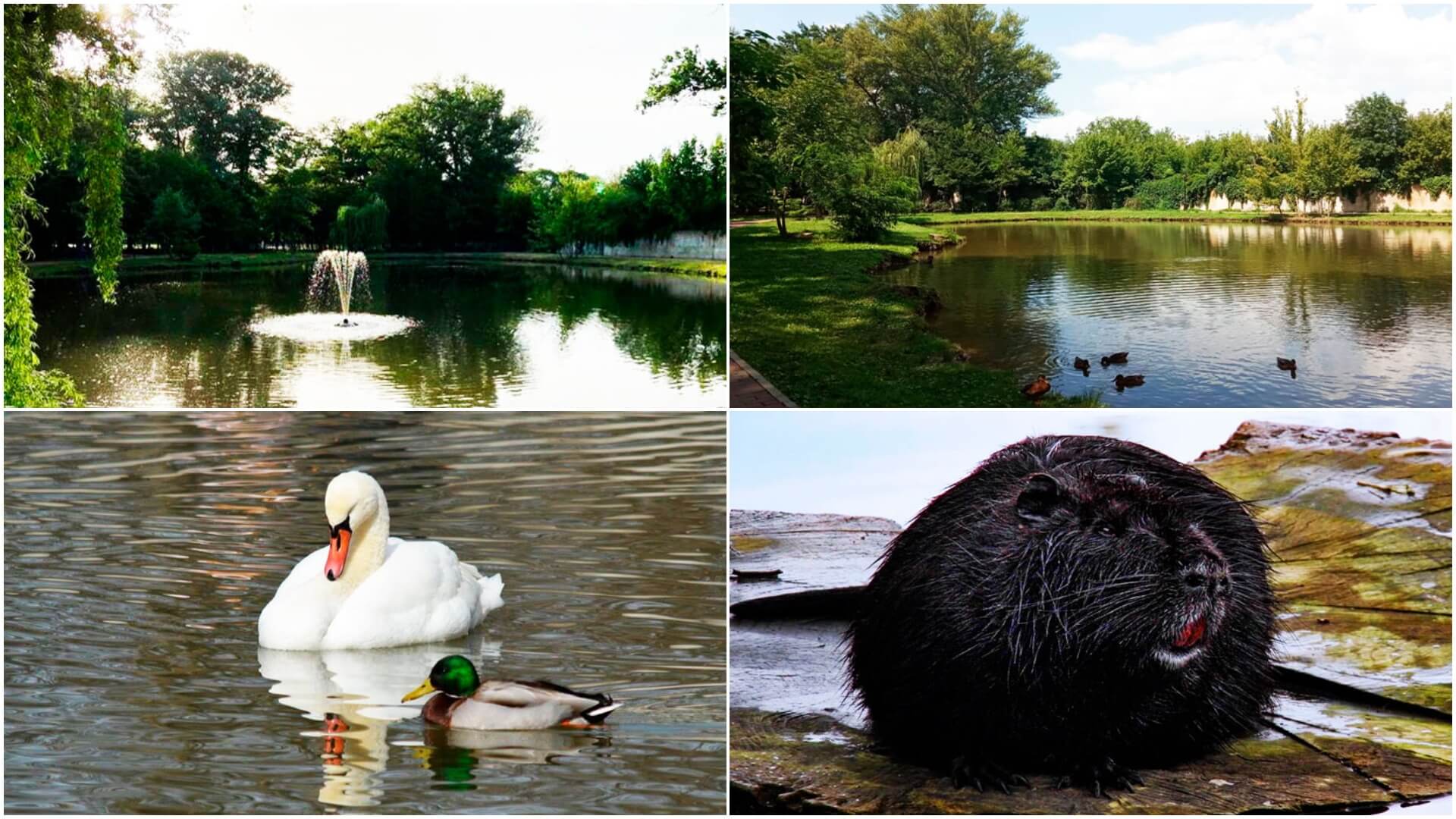 Парк отдыха Шерстяник в Невинномысске: пруды с животными.