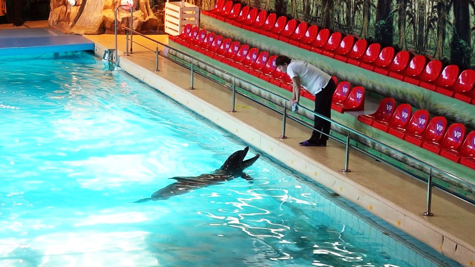 Дельфинарий Ярославль: дельфины на отдыхе.